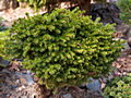 Picea abies MAriae Orfiae IMG_4982 (VALENTA) Świerk pospolity